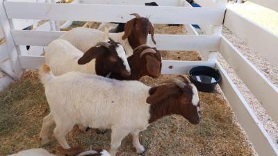 Secretaria de Agricultura no Virmond tem Stand na 4ª Expovir para expor cabritos